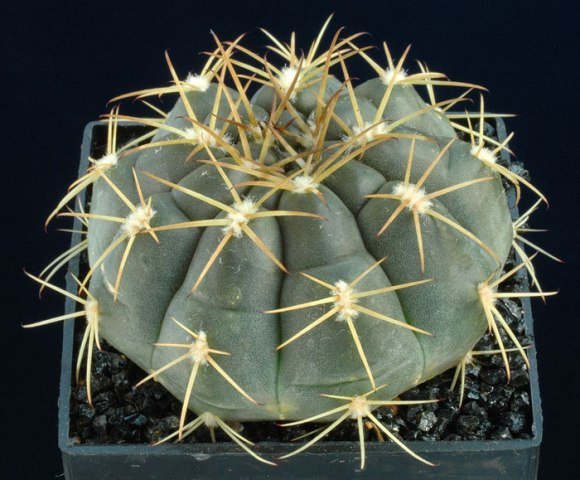 Gymnocalycium_hamatum_1